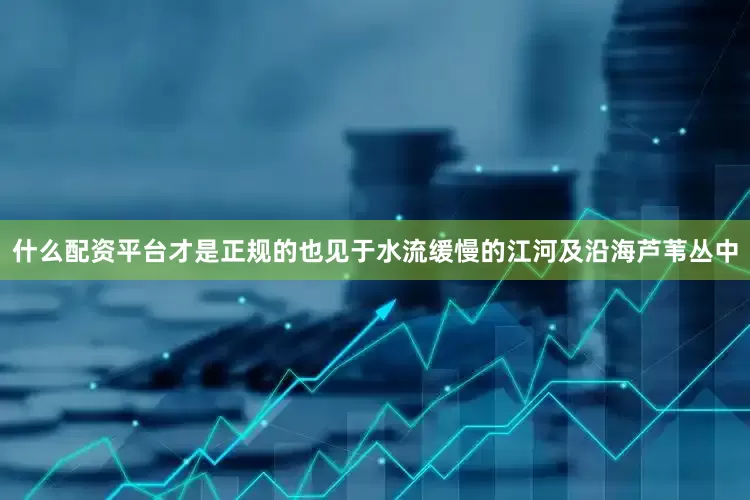 什么配资平台才是正规的也见于水流缓慢的江河及沿海芦苇丛中